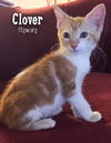 Clover