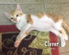 Clover