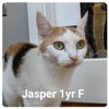 Jasper