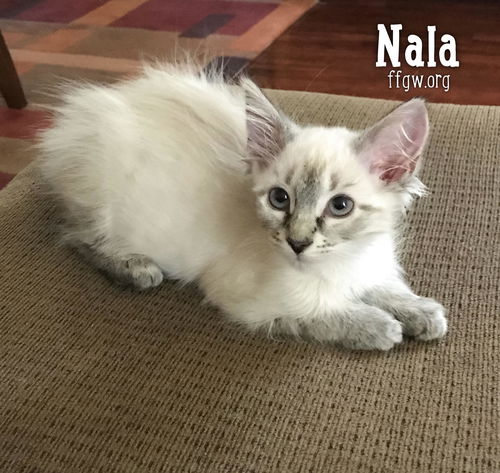 Nala