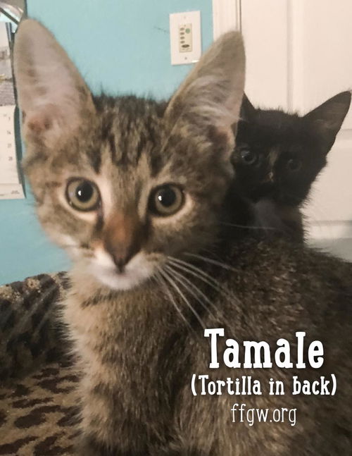 Tamale