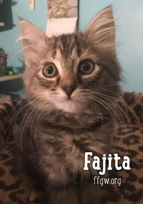 Fajita