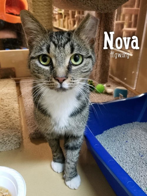 Nova