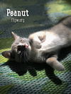 Peanut