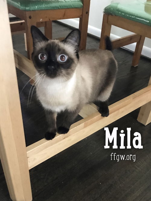 Mila