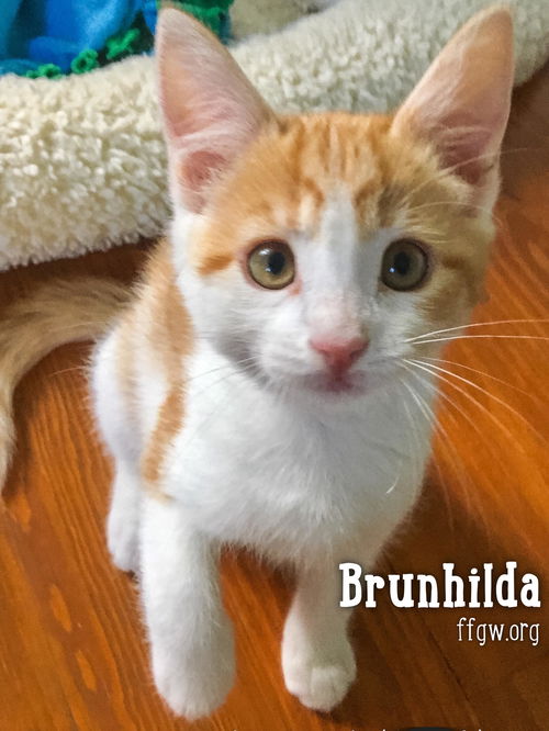 Brunhilda