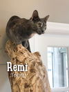 Remi