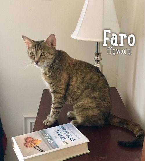 Faro