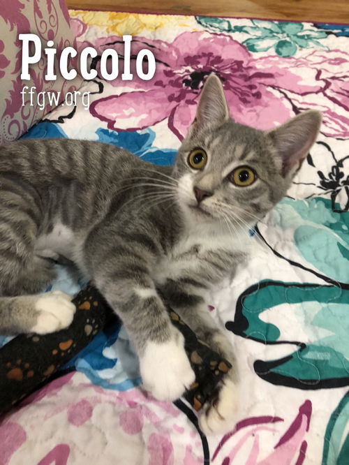 Piccolo