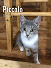 Piccolo