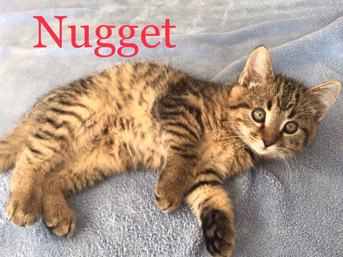 Nugget