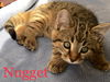 Nugget