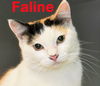 Faline