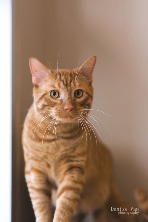 Nigel