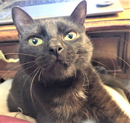 Gigi