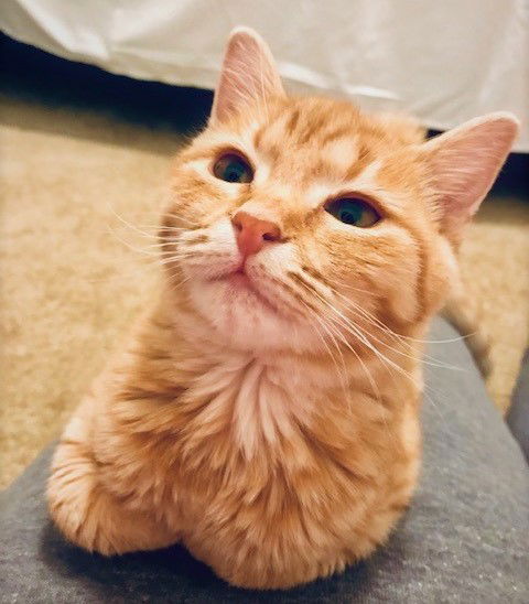 Ginger