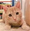 Ginger