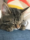 Gunther - 