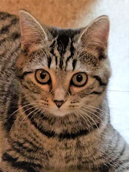 Grimaldi
