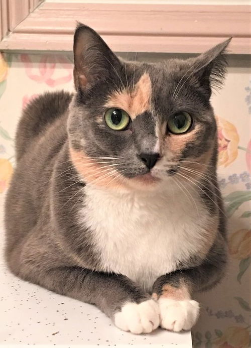 Pip