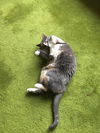 Pip