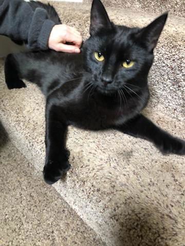 Binx the Polydactyl