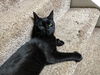 Binx the Polydactyl