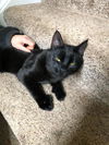 Binx the Polydactyl