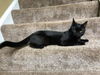 Binx the Polydactyl