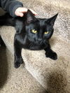 Binx the Polydactyl