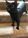 Binx the Polydactyl