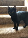 Binx the Polydactyl