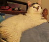 Buddy