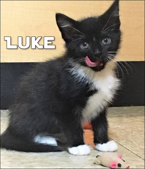 Luke