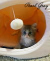 Pearl Gray