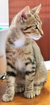 Cougar