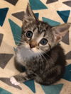 Cici