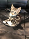 Cici