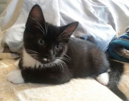 Loki