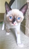 Pippin