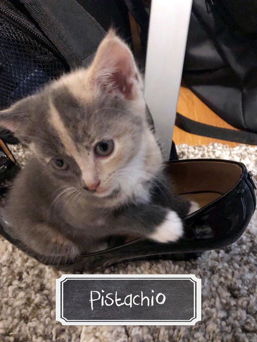 Pistachio