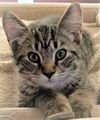 Bob Cat