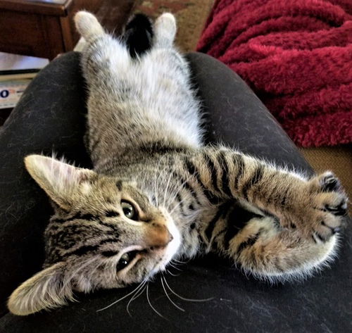 Bob Cat
