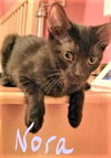 Nova