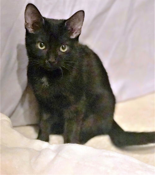 Nova