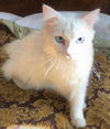 Polar