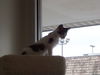 Corkie