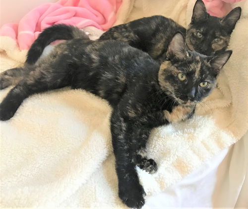 Molly & Lilly