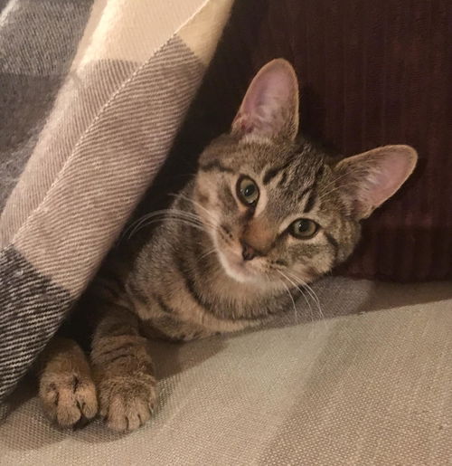 Pete
