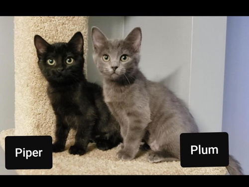 Piper + Plum